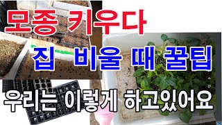 모종 키우다 집 비울 때 꿀팁... 우리는 이렇게 하고 있어요(씨앗 파종, 트레이 규격과 종류, 육묘 중의 …