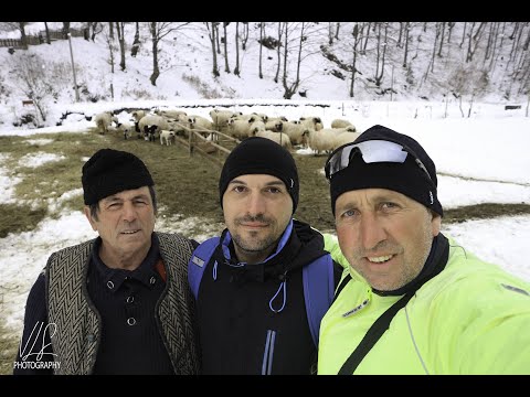 Am fost ajutoare la stana cu oi din la nea Ghita  ,impreuna cu Relu si baciul am alaptat un mielut!