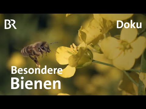 , title : 'Wunderbiene am Nil: Ein deutscher Imker auf Mission gegen das Bienensterben | DokThema | Doku | BR'