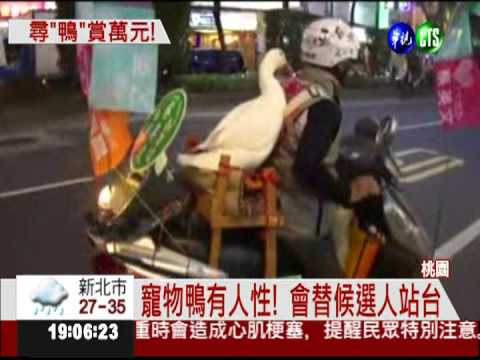 "蔡妹妹"走失! 男賞萬元尋母鴨仔