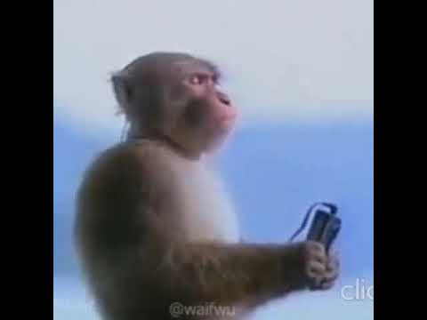 Mono escuchando a Nino Bravo