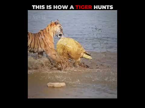 Tiger Hunting Turtle #shorts #animalshorts #ytshorts #wildlife #animal #lion #animalplanet #tiger