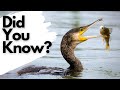 Things You Need To Know About CORMORANTS