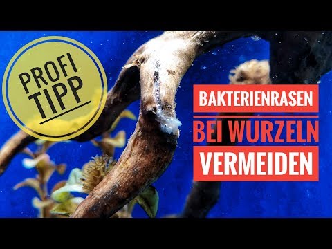 How to prepare roots for your aquarium - Pro Tip