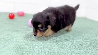 ハーフ犬の動画01