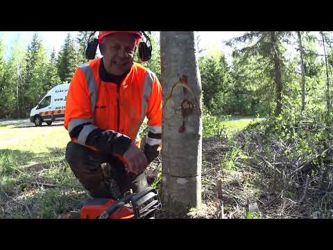 Metsolan Metsäkoulu 280 - Miksi yläsahaus tehdään ensin