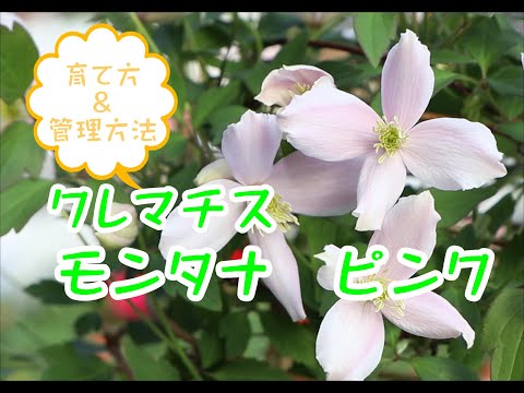 マウンテンクレマチス「ルーベンス」 植物