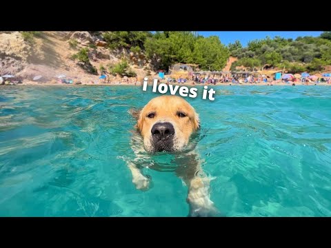 My Dog Has The Best Beach Day