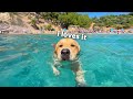 My Dog Has The Best Beach Day