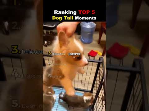 Ranking TOP 5 Dog Tail Moments🐶😭