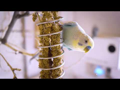 Unbelievable Parakeet Sounds: 9 Hours of Melodic Bird Singing