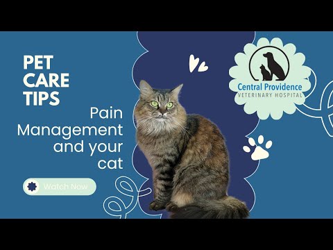 Pain Management in Cats
