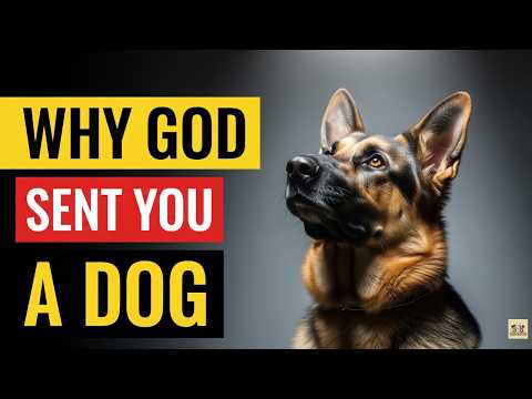 Why GOD Put a DOG in Your Life – This Will Make You Cry