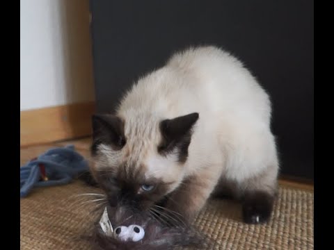 Milo the siamese Burmese Mix kitten is growling at new toys (Part 1)