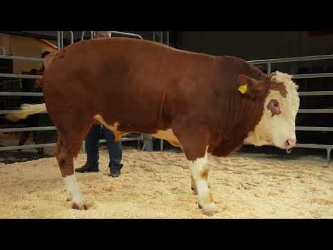 Bullenauktion Laasdorf Katalognummer 21