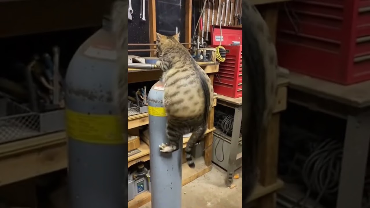 Shocked！！！The tabby cat flew up！ #cat  #funny  #catandmousegame #mousemurah #cute #animals #pets