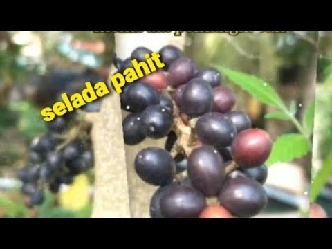 Pokok Selada Pahit@brucea javanica - YouTube