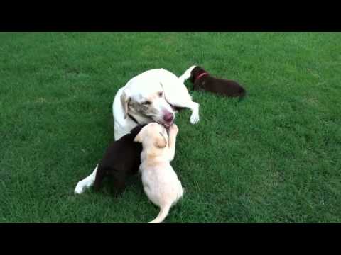 Chocolate puppies attack their big brother Knut