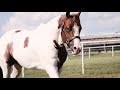 Chocolate Never Lies Sorrel Tovero APHA Stallion