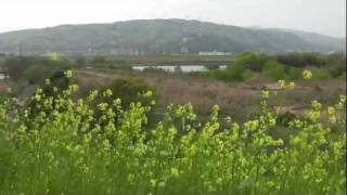 preview picture of video '大阪･枚方 牧野 淀川堤防 2011/04 River banks in Hirakata'