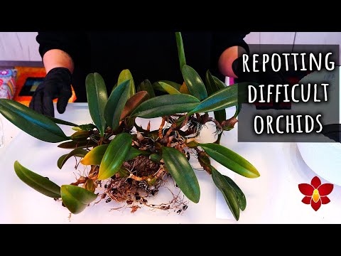 Repotting a VERY old, difficult Orchid! Sometimes there is only one way 💁🏻‍♀️