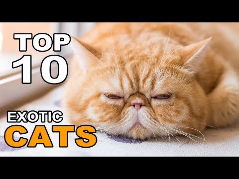 TOP 10 EXOTIC CATS BREEDS