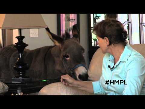 Joplin the House Donkey