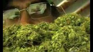 preview picture of video 'Cannabis Cup 2008 Nimbin MardiGrass'