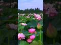Beautiful Lotus Flowers Lotus Lotusflower Flowergarden Satisfying Beautiful Rosegarden