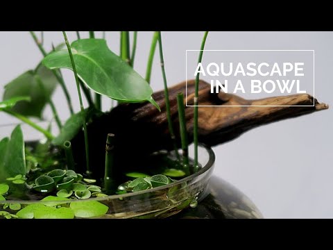 , title : 'Pedestal Bowl Aquascape || Water Garden in a bowl || Miniature pond