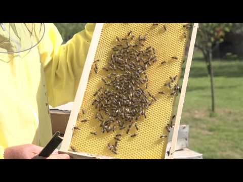 Domaćine kako radiš ep. 9  26.05.2017.