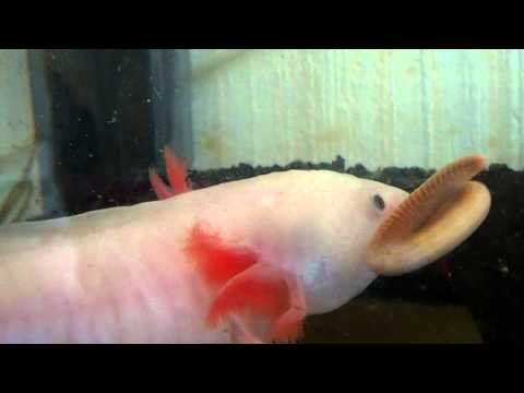 comment nettoyer l'aquarium d'un axolotl