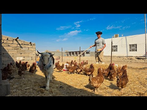 أشتريت أكثر عدد من الدجاج الأحمر 🐔 100 بيضة كل يوم | سبب اختفائي !!😣