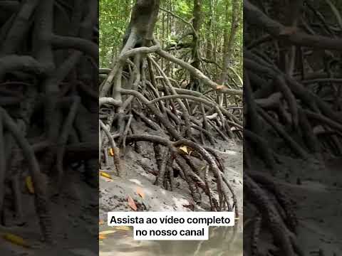 Porto do Mangue