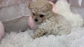 ハーフ犬の動画01