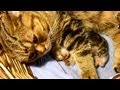 Top 10 Cat and Kittens Hugs of the first week of ...