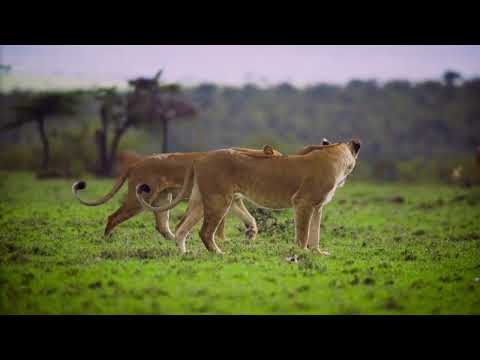 Музыка 2023  Adip Kiyoi Feat. Romy Wave - Found You