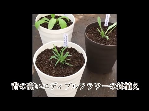 スリットリーフコーンフラワー 植物