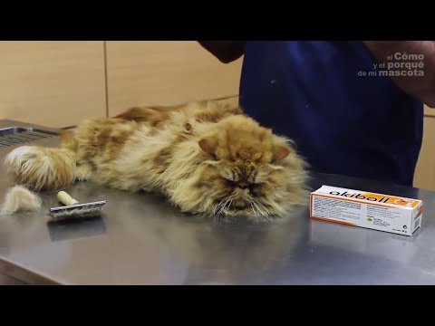 Kapsułki na wypadanie włosów NEXXT Serum na łysienie dla mężczyzn