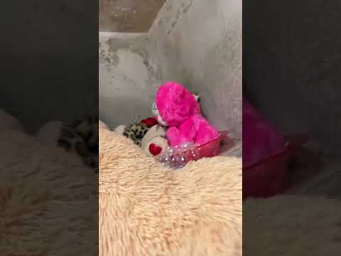 Fox News - I have mole in my apartment