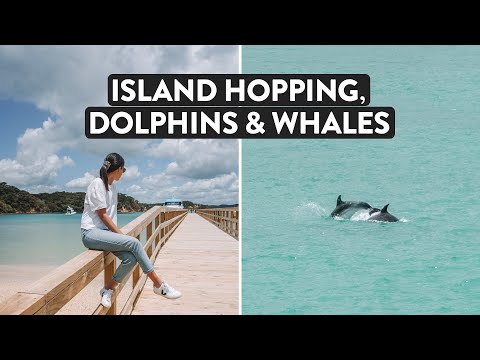 Killer Whales & Dolphins in New Zealand | Paihia, Bay Of Islands | Road Trip Ep.4