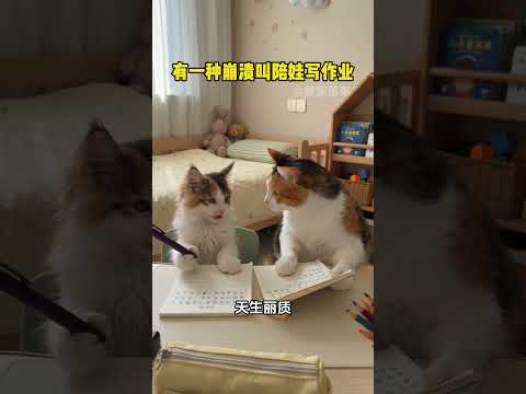 有一種崩潰叫陪孩子寫作業#貓咪 #親子 #搞笑 #貓咪的迷惑行為