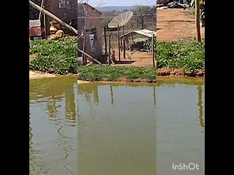 Criatório de peixes na fazenda Tia Florinda em Dom Bosco MG..🐟🐟