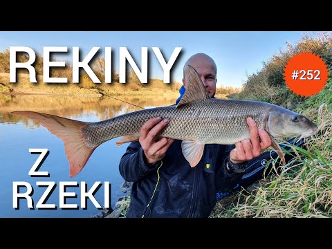 252 SHARKS FROM THE ODRA RIVER🦈🦈🦈