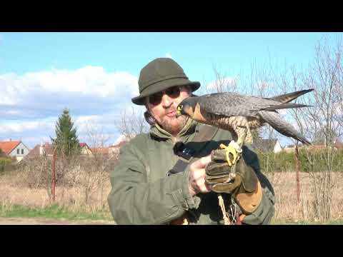 Sokol stěhovavý - Tagi