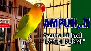 Download lagu 100 AMPUH Bikin LOVEBIRD LATAH BUNYI Pancingan Lab... mp3
