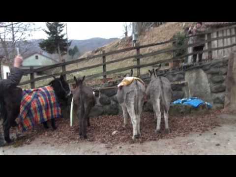 Anzola Sant' Antonio Abate 17 01 2017