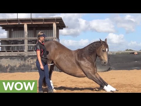 Smart horse displays array of tricks