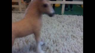 kijk door de ogen van een schleich paard #3 tini