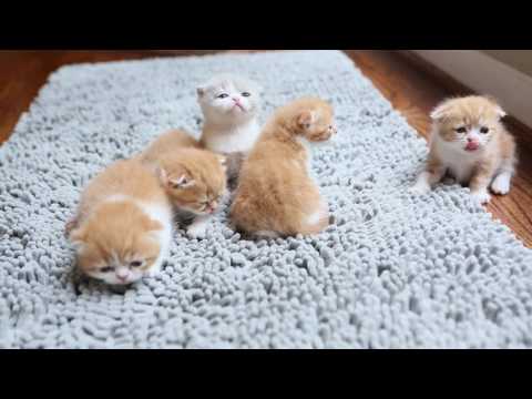 Meet the Garfield Scottish Fold Kittens!!!